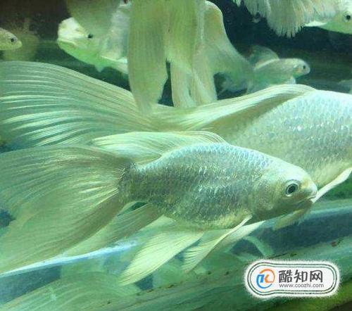 蝴蝶鲤的饲养密度