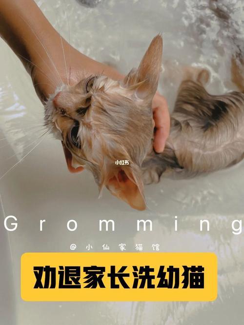 怎么给幼猫洗澡