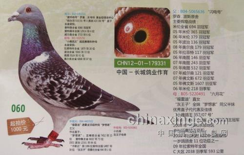 北京谁家的信鸽最好