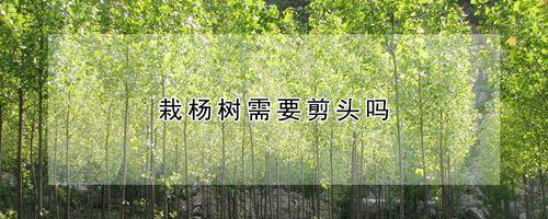 杨树为什么要剪掉树头