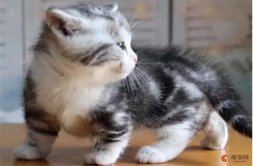 猫寿命是多少年