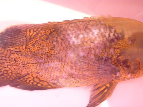 地图鱼脑袋上有洞怎么治