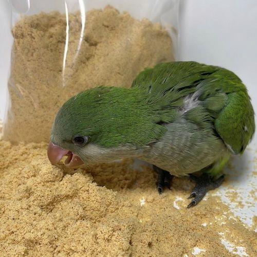 凤梨雏鸟能分辨高低趴吗
