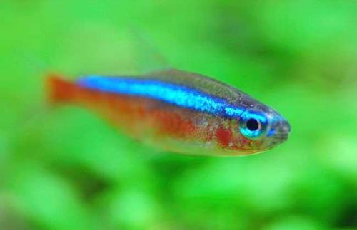 宝莲灯鱼立着游