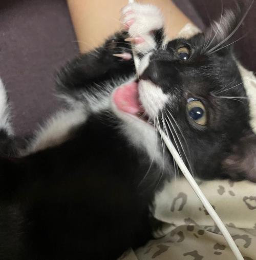 猫咪边跑边发出呜呜呜的声音