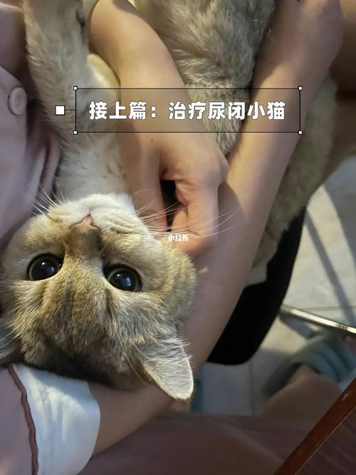 公猫尿闭紧急处理方法