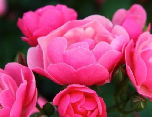 月季花象征什么