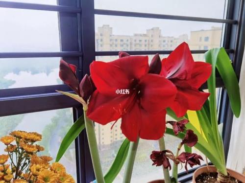 朱顶红养殖方法