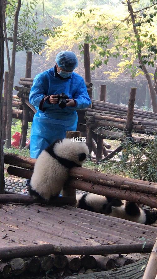 成都熊猫繁育研究基地人多么