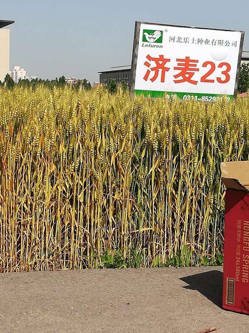 石366小麦新品种