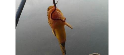 蚯蚓钓黄鸭怎么调漂