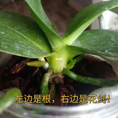 蝴蝶兰根发白什么原因