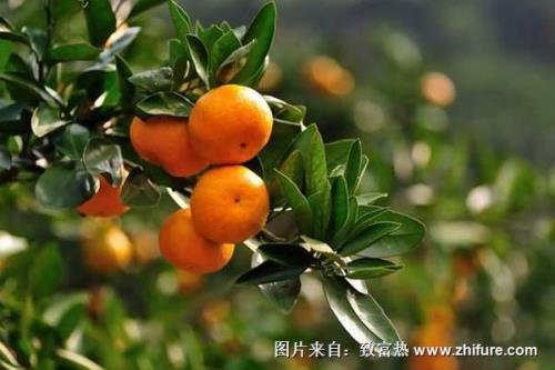 未来柑橘新品种哪个最牛