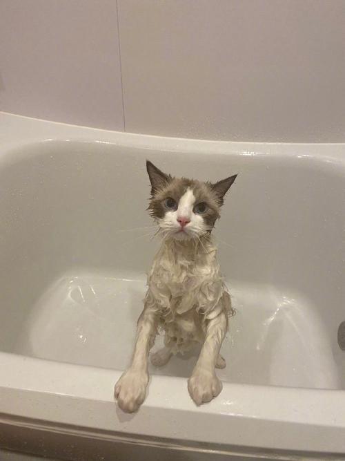 过年为什么要洗澡猫