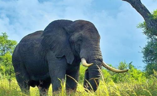 用英语介绍一下大象