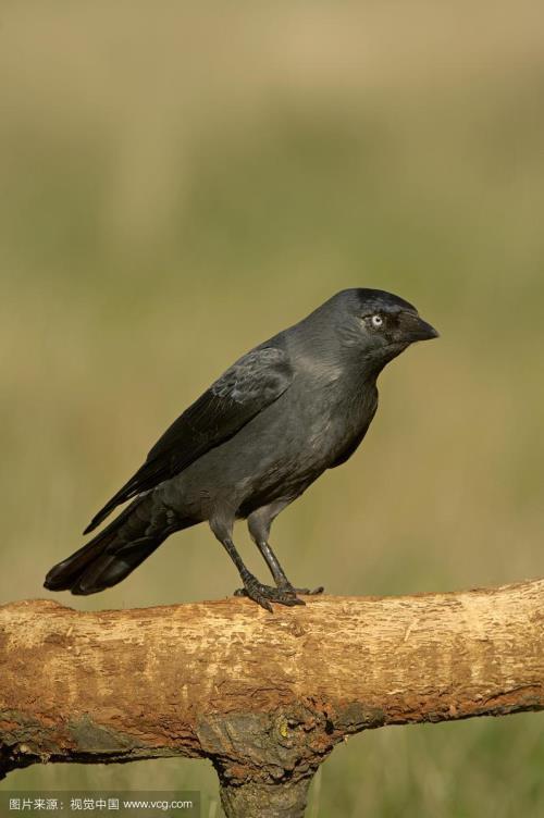 寒鸦和乌鸦图片对比