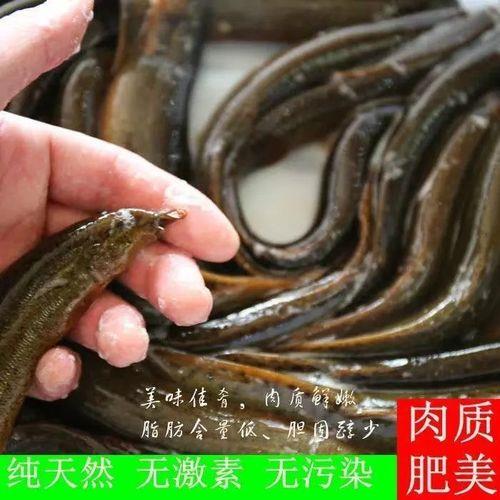 花泥鳅身上的白点是什么
