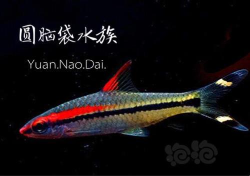 红尾玻璃优缺点