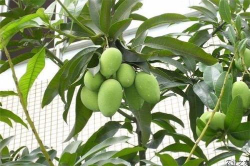 芒果树种植方法和注意事项