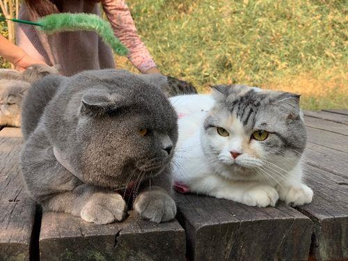 猫咪看世界是什么颜色