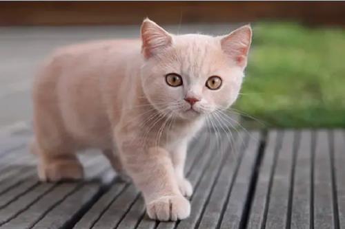 猫咪喜欢什么颜色