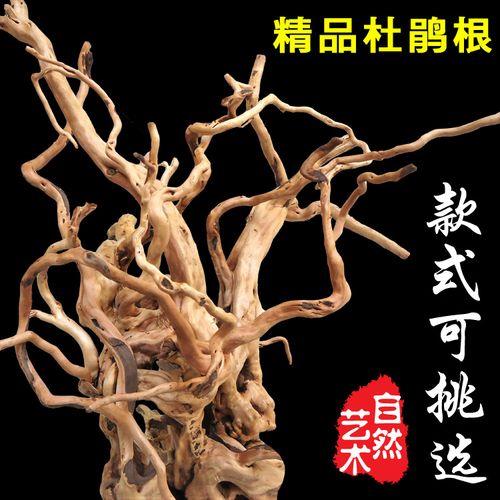 杜鹃根怎么处理才能下缸