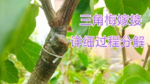 三角梅嫁接点松动了怎么办