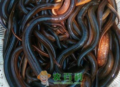 鳝鱼养殖技术与利润