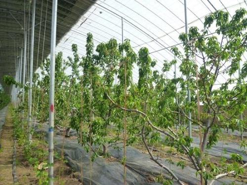 车厘子树苗哪个季节种植