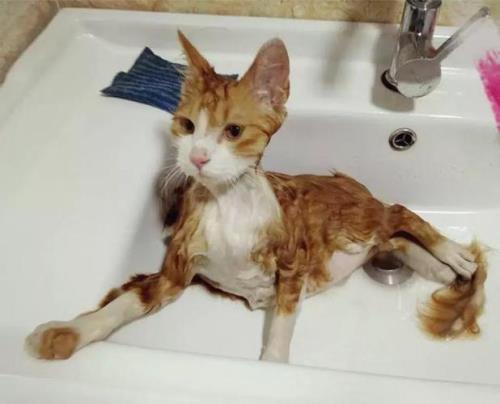 猫咪长多大可以洗澡