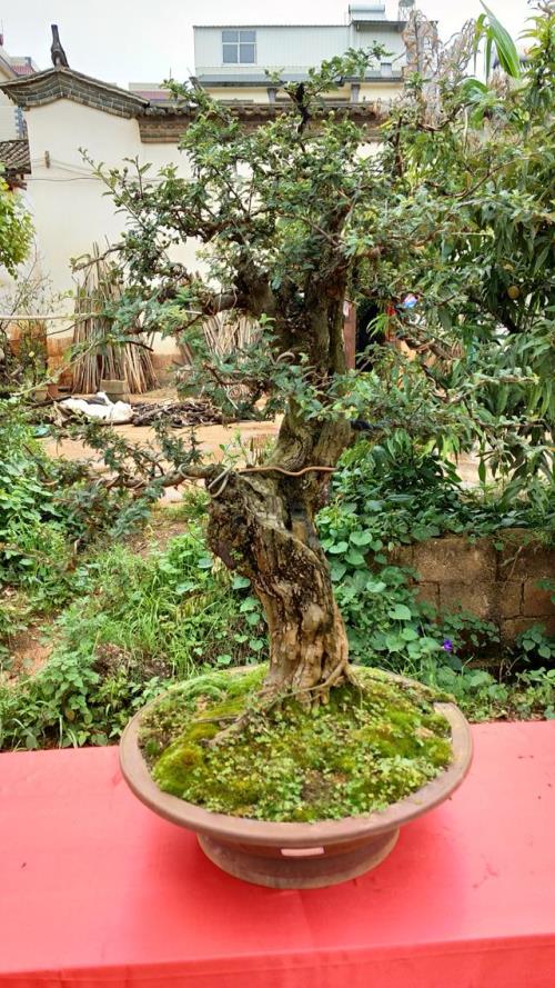 小石积是保护植物吗