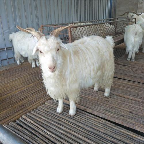 绒山羊肉和山羊肉哪个好吃