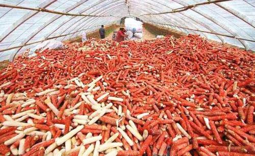 玉米下角料玉米芯太多怎么办