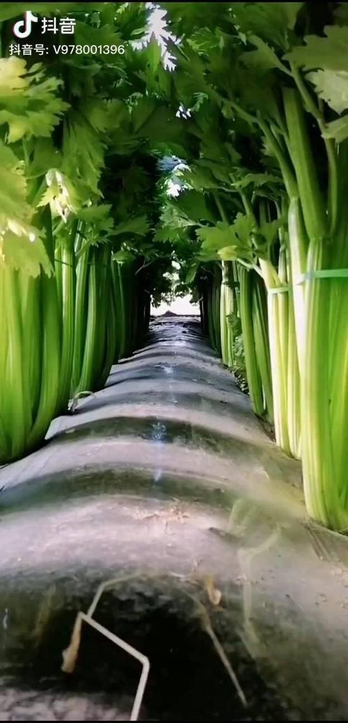 西芹出汁率
