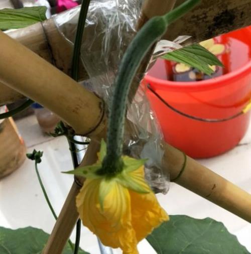瓠瓜只有雌花没有雄花如何授粉