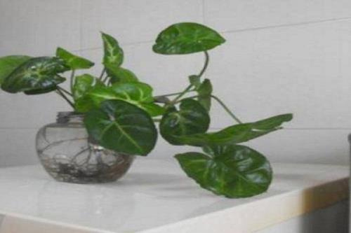 冰箱上面可以放绿植吗