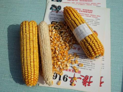 十大耐旱的白轴玉米品种