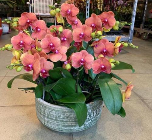 路边的青苔可以种蝴蝶兰吗