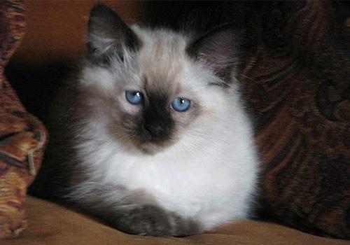 猫最大活多少年