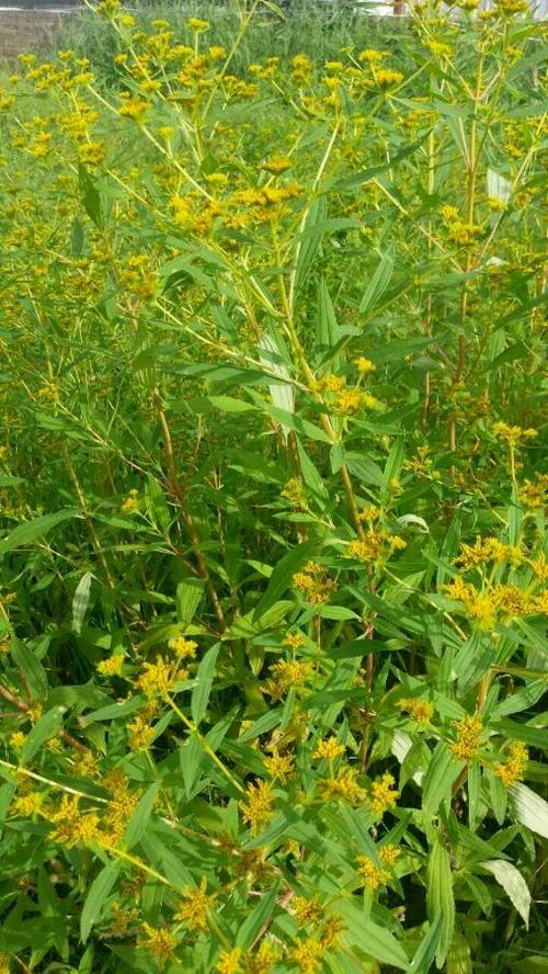 黄顶菊花语