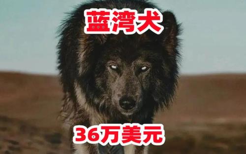 三马犬舍灵珠生了吗