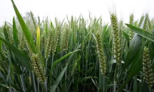 小麦年前长几叶最适应越冬