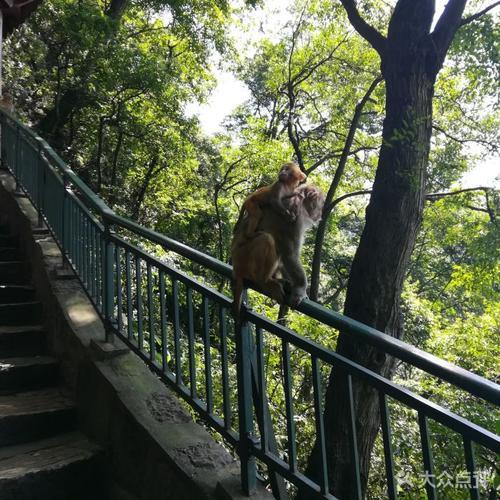 黔灵山公园开放时间