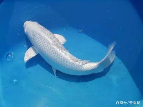 怎么买锦鲤鱼