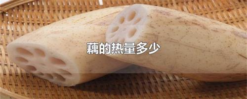莲藕的营养成分含量表