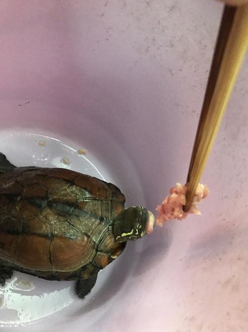 我的巴西龟怎么不吃肉