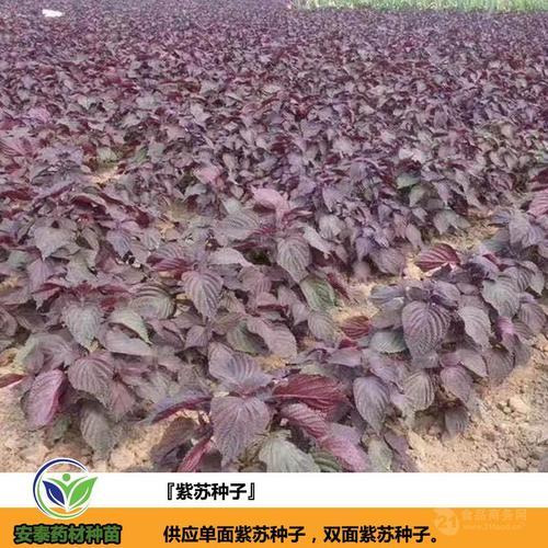紫苏的种植方法