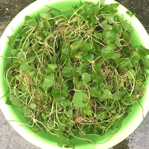 干灯盏菜的用途