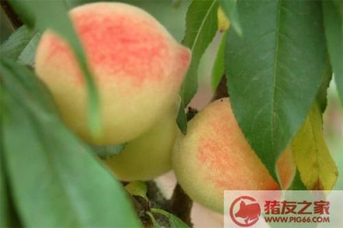 南方哪种桃树最适合观赏