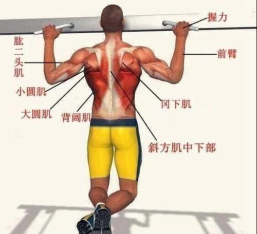 双力臂练什么肌肉